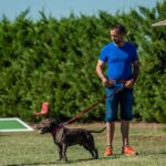 2022-06 - Club d'éducation canine de Vaugneray - 006 - Michael et Rocky (staffordshire bull terrier)